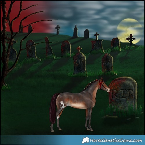 Horse Color:Bay Skewed Appaloosa 