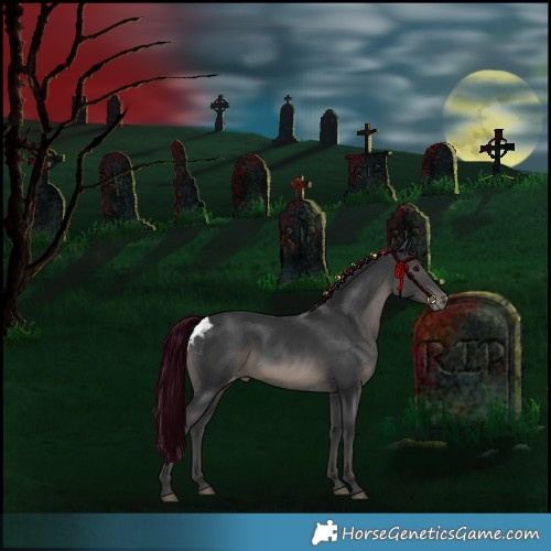 Horse Color:Black Skewed Appaloosa 