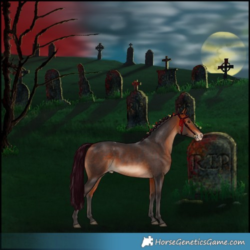 Horse Color:Bay Skewed Appaloosa 
