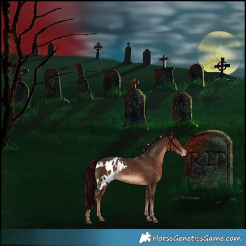 Horse Color:Liver Chestnut Skewed Appaloosa 