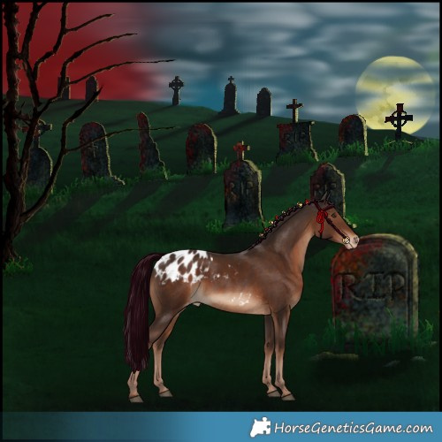 Horse Color:Liver Chestnut Skewed Appaloosa 