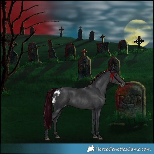Horse Color:Black Skewed Appaloosa