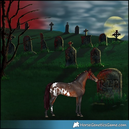 Horse Color:Bay Skewed Appaloosa 