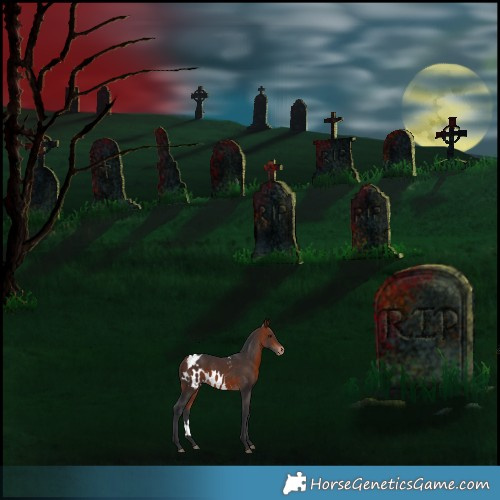 Horse Color:Bay Skewed Appaloosa 