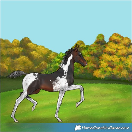 Horse Color:Brown Tobiano 