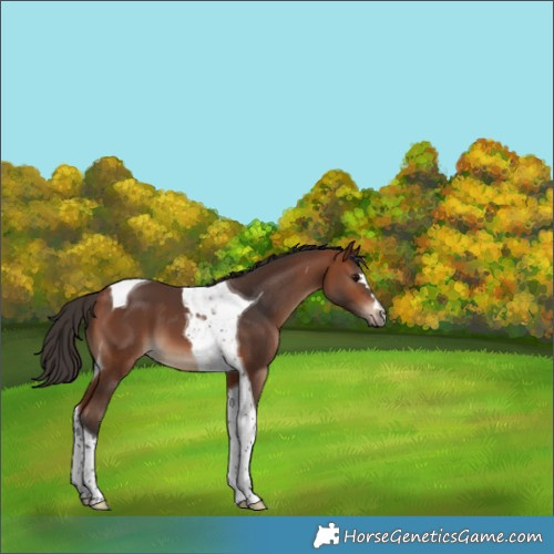 Horse Color:Bay Tobiano 