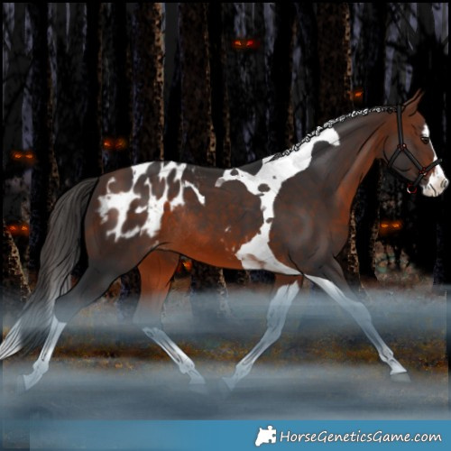 Horse Color:Bay Splash Tobiano Appaloosa Rabicano