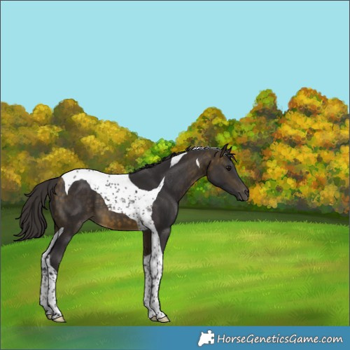 Horse Color:Buckskin Tobiano 
