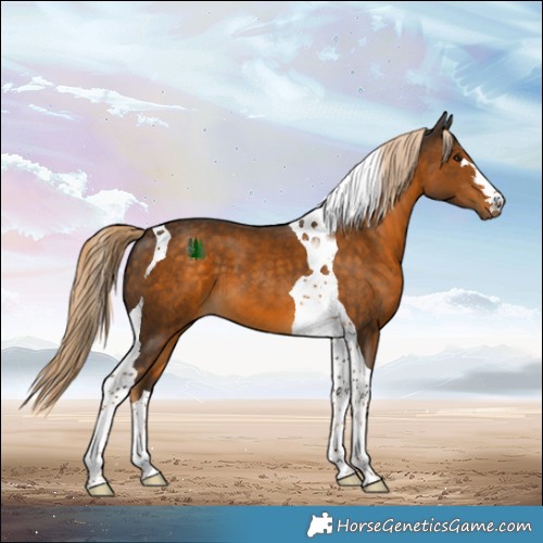 Horse Color:Chocolate Palomino Tobiano 