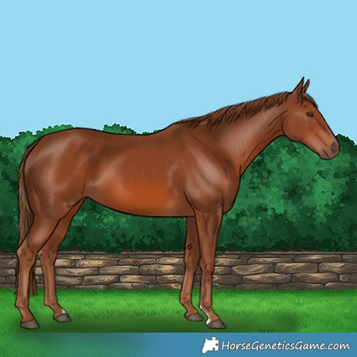 Horse Color:Chestnut 