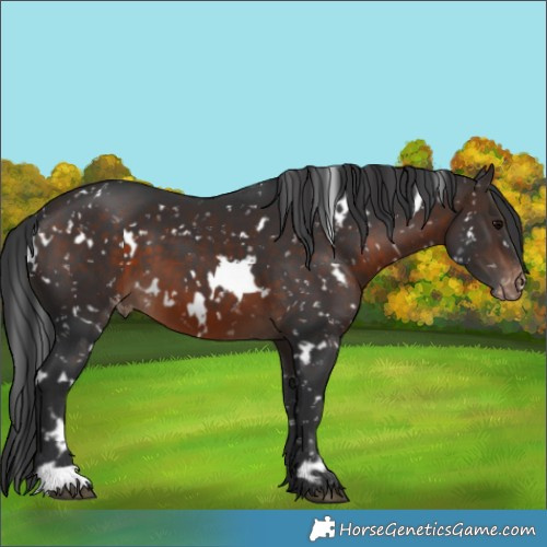 Horse Color:White Spotted Brown Appaloosa
