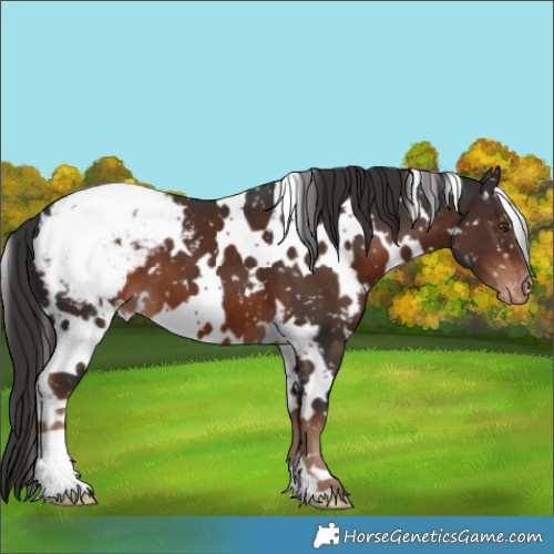 Horse Color:White Spotted Liver Chestnut Appaloosa