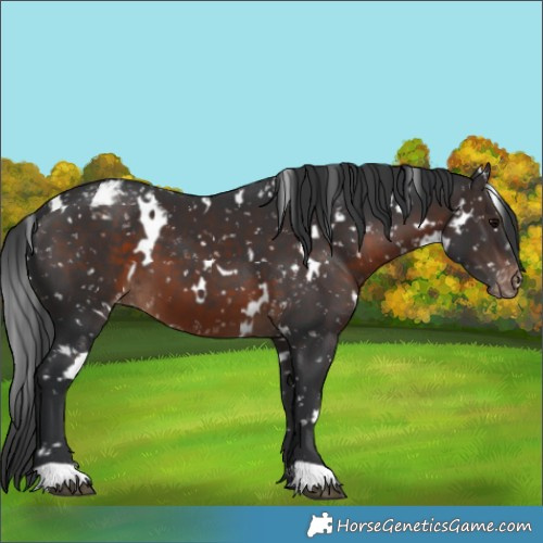 Horse Color:White Spotted Brown Appaloosa 