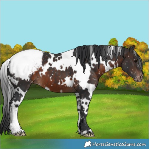 Horse Color:White Spotted Brown Appaloosa 