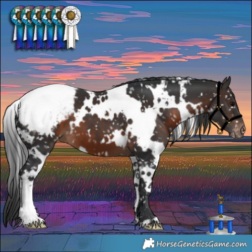 Horse Color:White Spotted Brown Appaloosa 