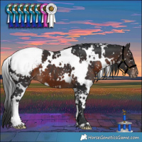 Horse Color:White Spotted Brown Snowcap 
