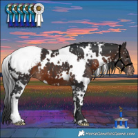 Horse Color:White Spotted Brown Appaloosa