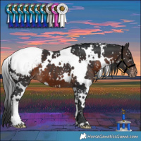 Horse Color:White Spotted Brown Snowcap