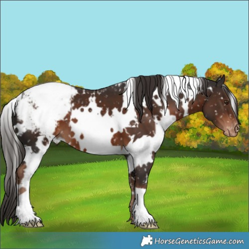 Horse Color:White Spotted Liver Chestnut Appaloosa 