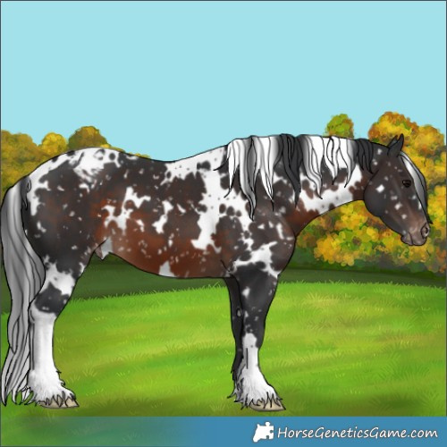 Horse Color:White Spotted Brown Appaloosa 