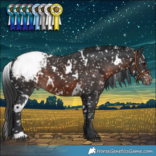 Horse Color:White Spotted Brown Appaloosa