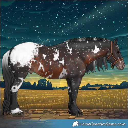 Horse Color:White Spotted Brown Appaloosa 