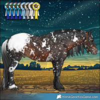 Horse Color:White Spotted Brown Appaloosa 