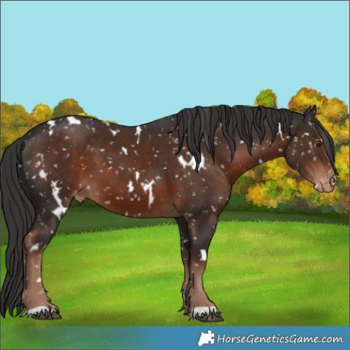 Horse Color:White Spotted Liver Chestnut Appaloosa