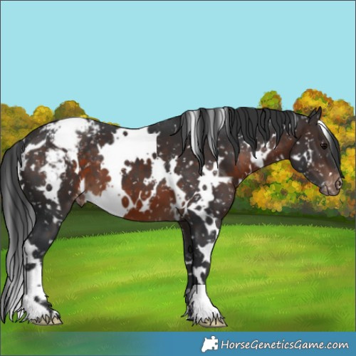 Horse Color:White Spotted Brown Appaloosa