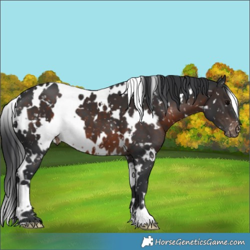 Horse Color:White Spotted Brown Appaloosa
