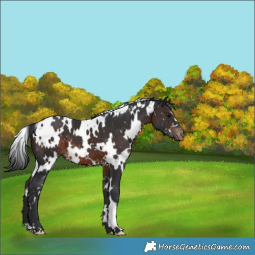 Horse Color:White Spotted Brown Appaloosa 