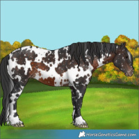 Horse Color:White Spotted Brown Snowflake Varnish