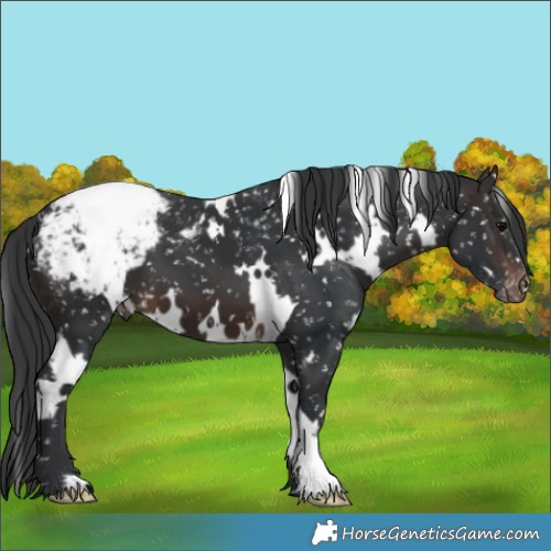 Horse Color:White Spotted Brown Appaloosa