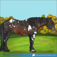Horse Color:White Spotted Brown Snowflake Varnish