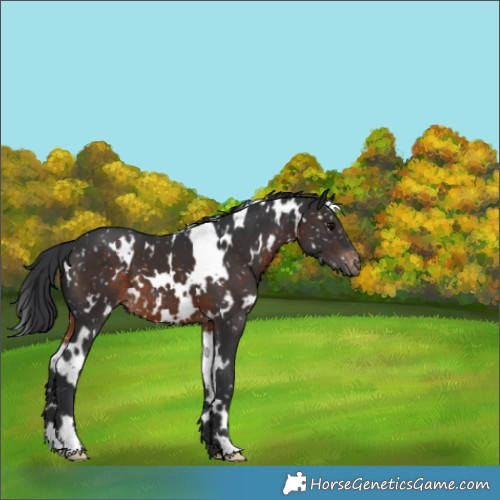 Horse Color:White Spotted Brown Appaloosa 
