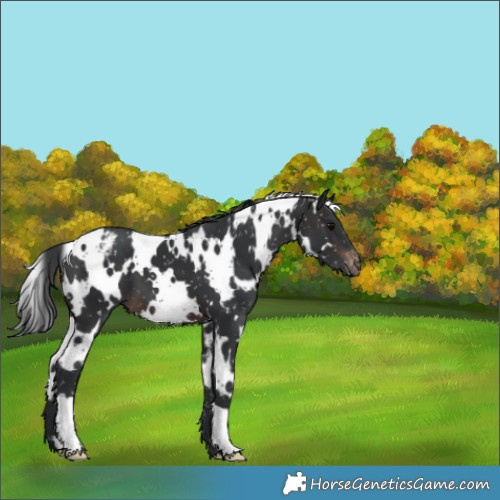 Horse Color:White Spotted Brown Appaloosa 