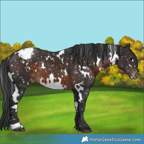 Horse Color:White Spotted Brown Appaloosa