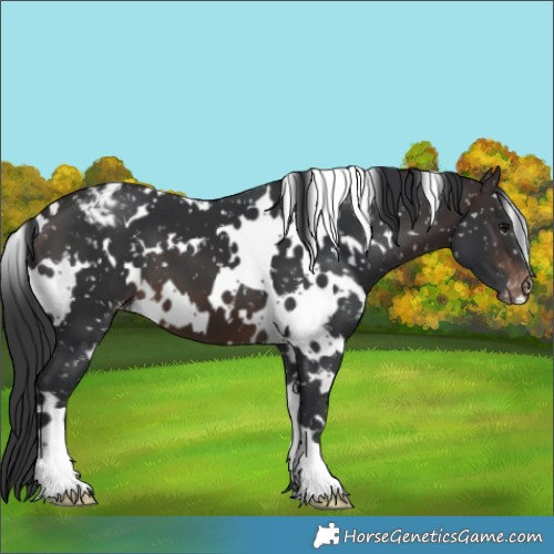 Horse Color:White Spotted Brown Appaloosa 