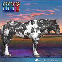 Horse Color:White Spotted Brown Appaloosa 