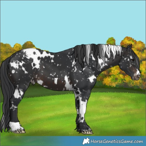 Horse Color:White Spotted Brown Appaloosa 