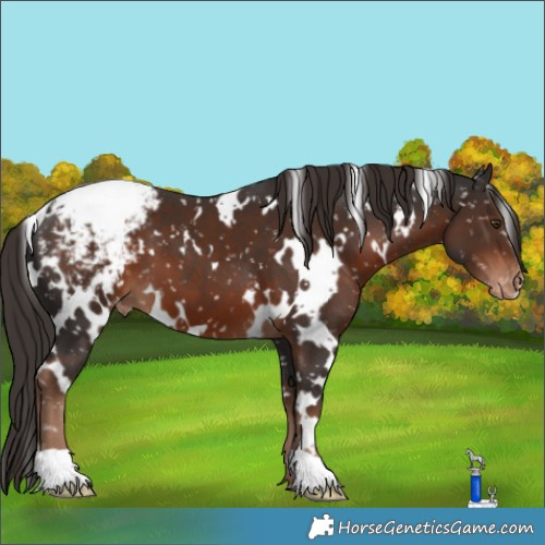 Horse Color:White Spotted Liver Chestnut Appaloosa 