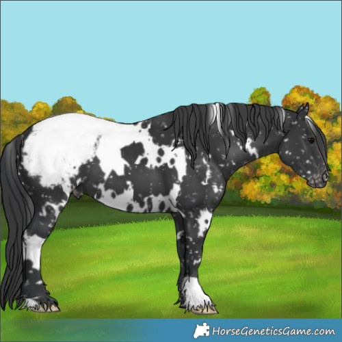 Horse Color:White Spotted Black Appaloosa