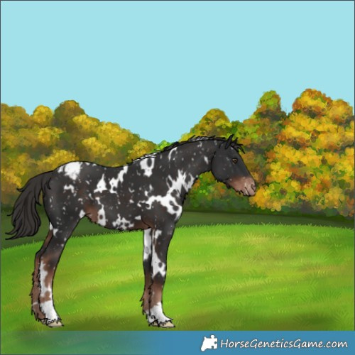 Horse Color:White Spotted Liver Chestnut Appaloosa 