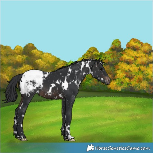 Horse Color:White Spotted Brown Appaloosa 