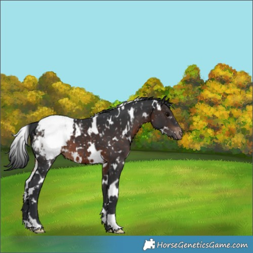 Horse Color:White Spotted Brown Appaloosa 