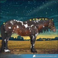 Horse Color:White Spotted Brown Appaloosa 