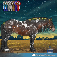 Horse Color:White Spotted Brown Appaloosa
