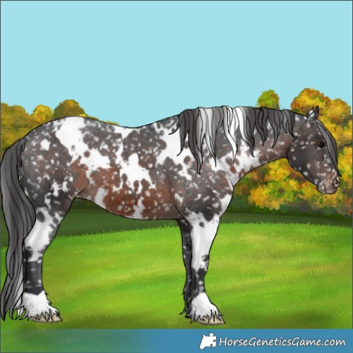 Horse Color:White Spotted Brown Snowflake Varnish