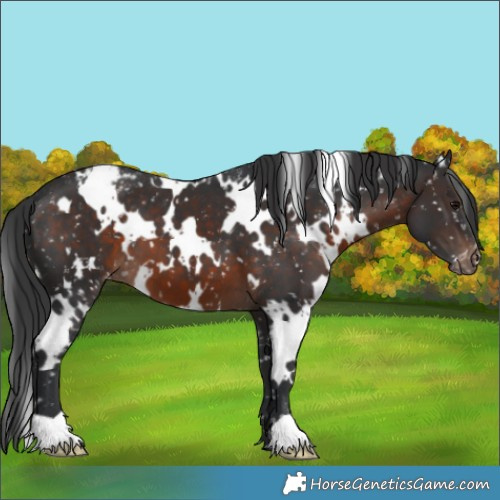 Horse Color:White Spotted Brown Appaloosa 