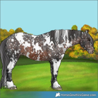 Horse Color:White Spotted Brown Snowflake Varnish